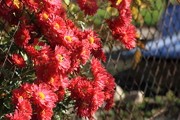 Image showing red autumn flowers