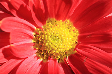 Image showing red autumn flowers