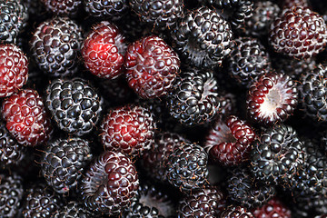 Image showing blackberries background