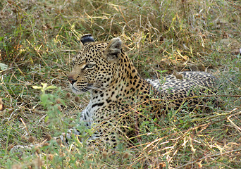 Image showing Leopard in Botswana