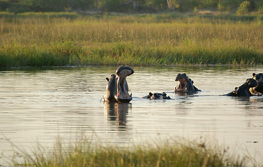 Image showing Hippos in Botswana