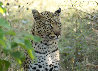 Image showing Leopard in Botswana