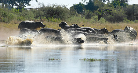 Image showing Hippos in Botswana