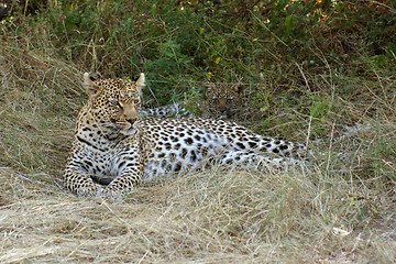 Image showing Leopard in Botswana