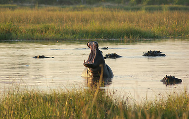 Image showing Hippos in Botswana