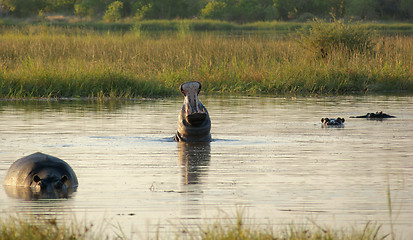 Image showing Hippos in Botswana