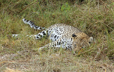 Image showing Leopard in Botswana