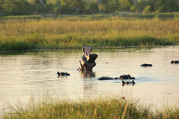 Image showing Hippos in Botswana