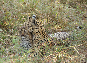 Image showing Leopard in Botswana