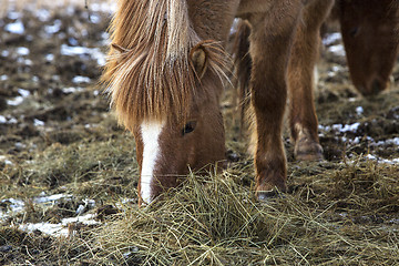 Image showing Brown Icelandic horse eats grass