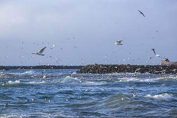 Image showing Gulls hunting for fish