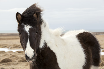 Image showing Portrait of a black and white Icelandic horse 