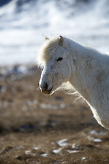 Image showing Portrait of a white Icelandic horse in winter landscape