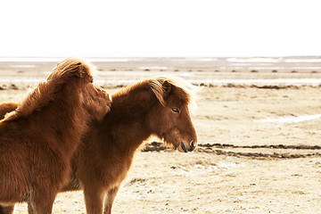 Image showing Portrait of two brown Icelandic ponies