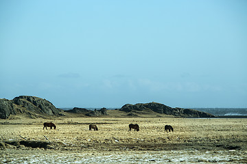 Image showing Herd of dark Icelandic horses on a meadow