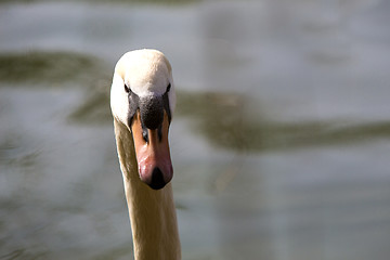 Image showing Closeup of a curious swan