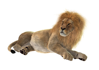 Image showing Male Lion