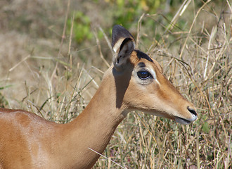 Image showing Impala portrait