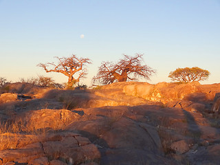 Image showing Baobab tree in the Makgadikgadi Pan