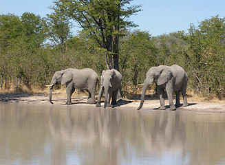 Image showing Elephants in Botswana