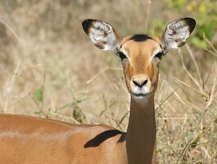 Image showing Impala portrait