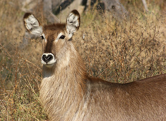 Image showing waterbuck portrait