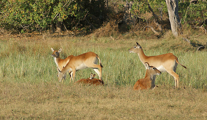 Image showing Impalas