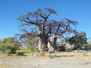 Image showing baobab tree at Kubu Island