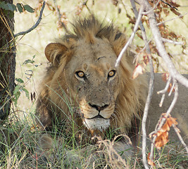 Image showing Lion in Botswana