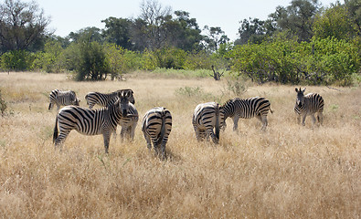 Image showing flock of zebras