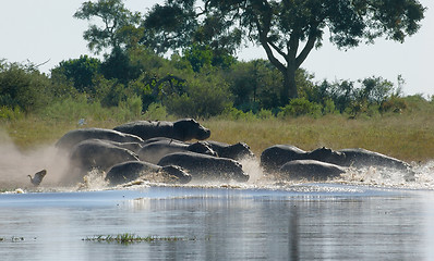 Image showing Hippos in Botswana