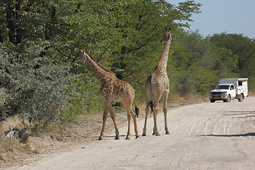 Image showing giraffes on the road