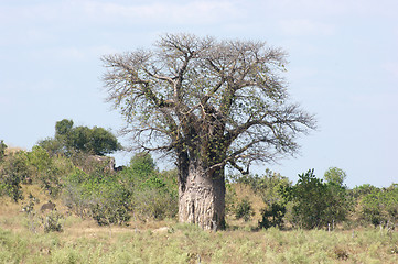 Image showing baobab tree