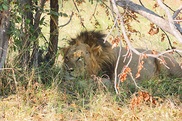 Image showing Lion in Botswana