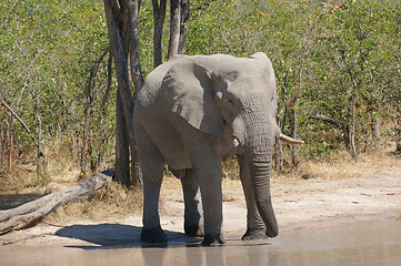 Image showing Elephant in Botswana