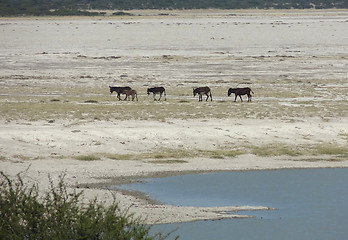 Image showing donkeys at Makgadikgadi Pan