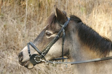 Image showing A horse is a horse of course.