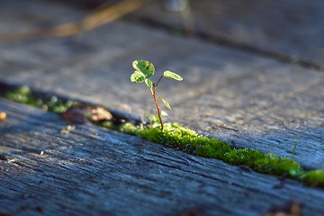 Image showing Fresh green plant outdoors