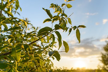 Image showing Fresh green plants outdoors 