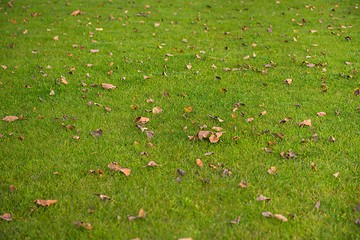 Image showing Green lawn at the park