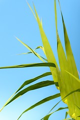 Image showing Fresh green plants outdoors 