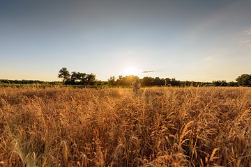 Image showing Large agricultural field with cereal