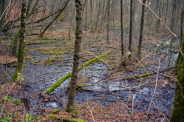 Image showing Swamplands in croatia