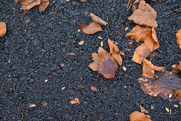 Image showing Colorful background of autumn leaves