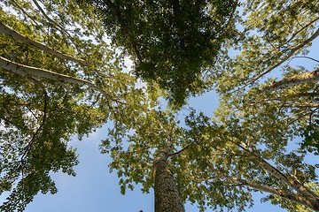 Image showing Abstract hoto of some winter branches