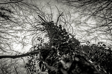 Image showing Abstract hoto of some winter branches