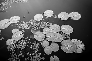 Image showing Peaceful place at the pond