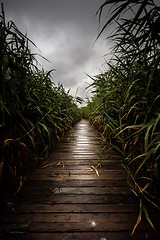 Image showing Wooden path trough the reed