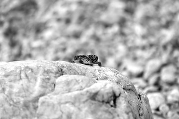 Image showing Gecko lizard on rocks 