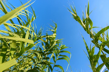 Image showing Fresh green plants outdoors 